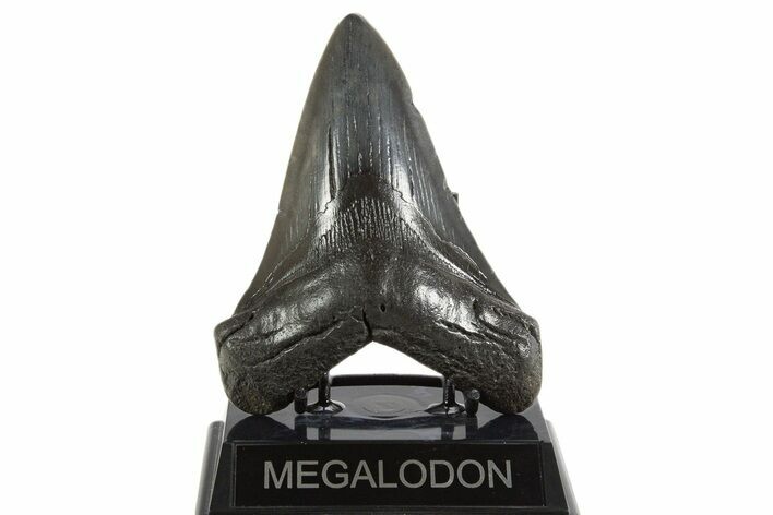 Fossil Megalodon Tooth - South Carolina #340278